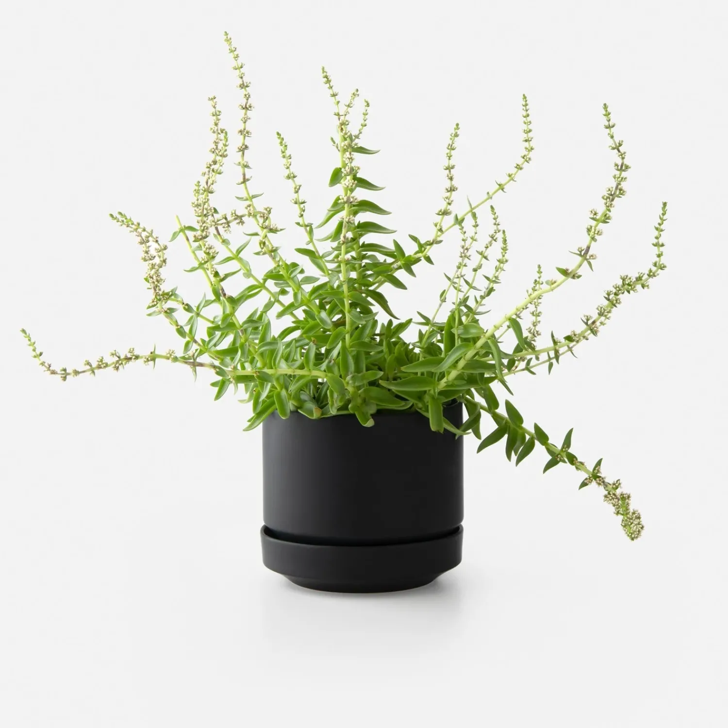 Schoolhouse 8" Modern Planter + Dish Set Discount