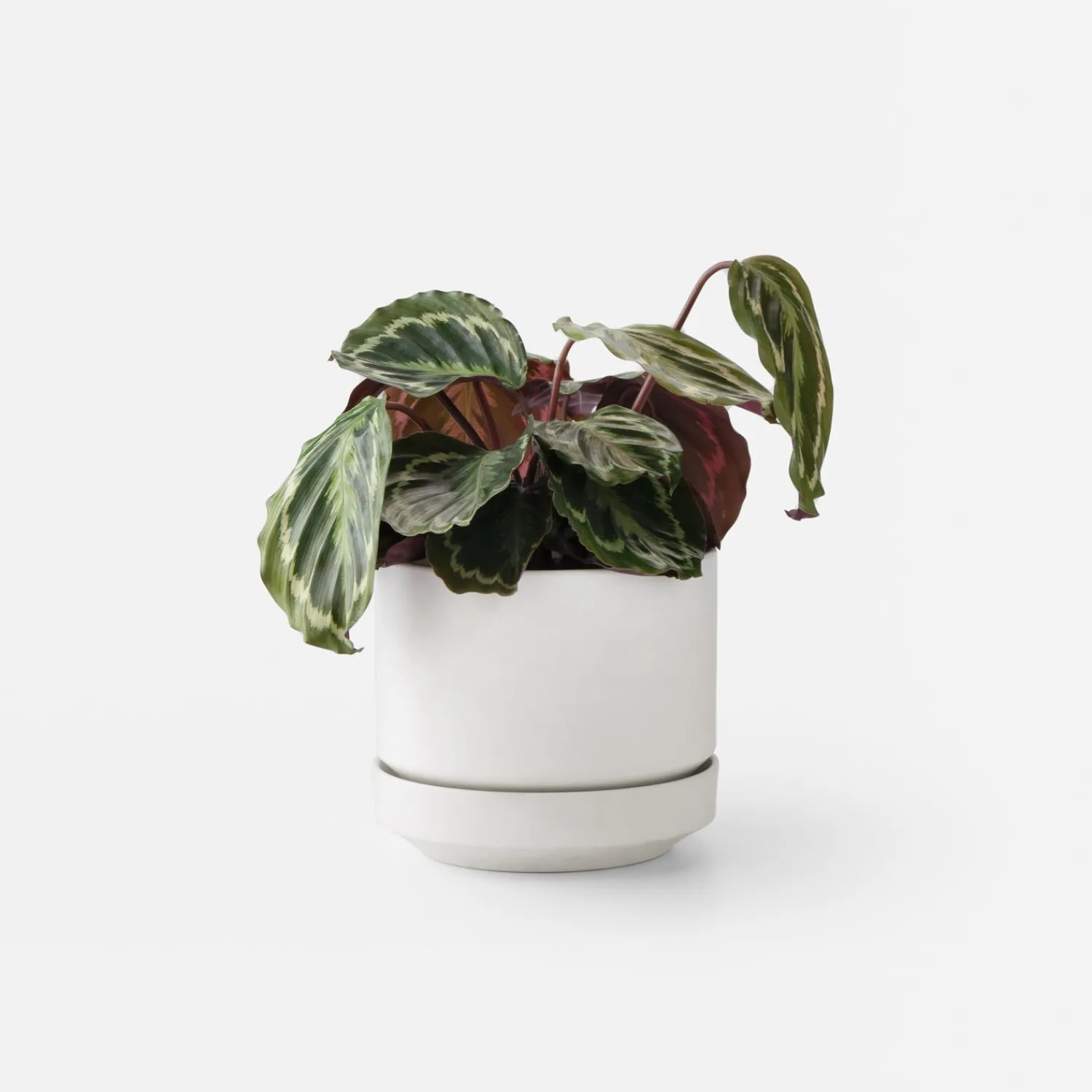Schoolhouse 8" Modern Planter + Dish Set Discount